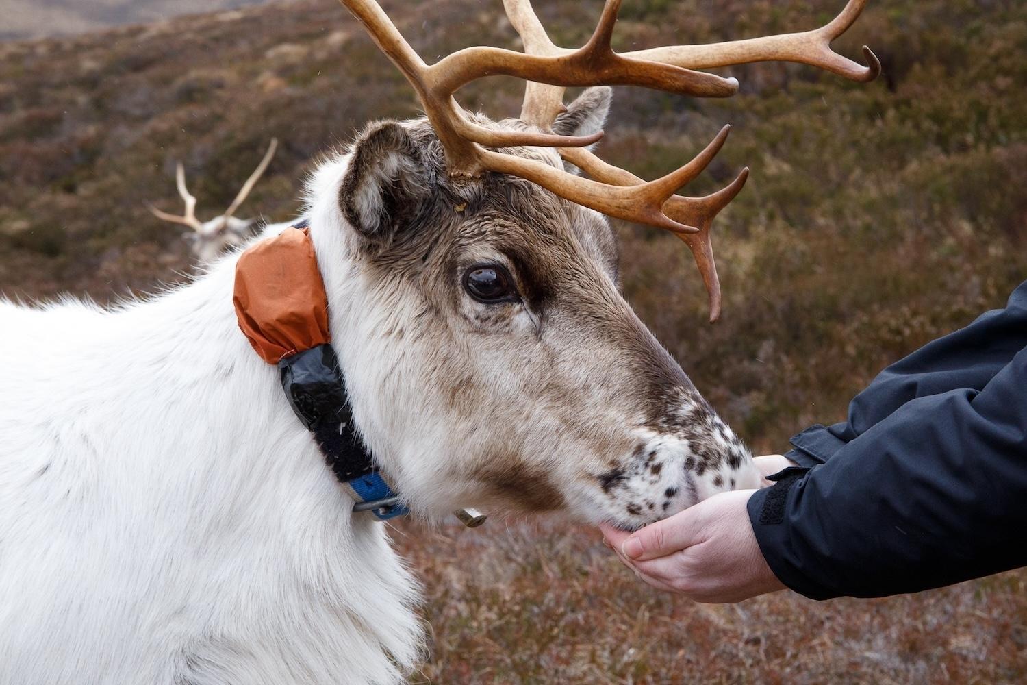 Christie wears a tracking collar so the free-ranging Cairngorm Reindeer Herd can always be found.