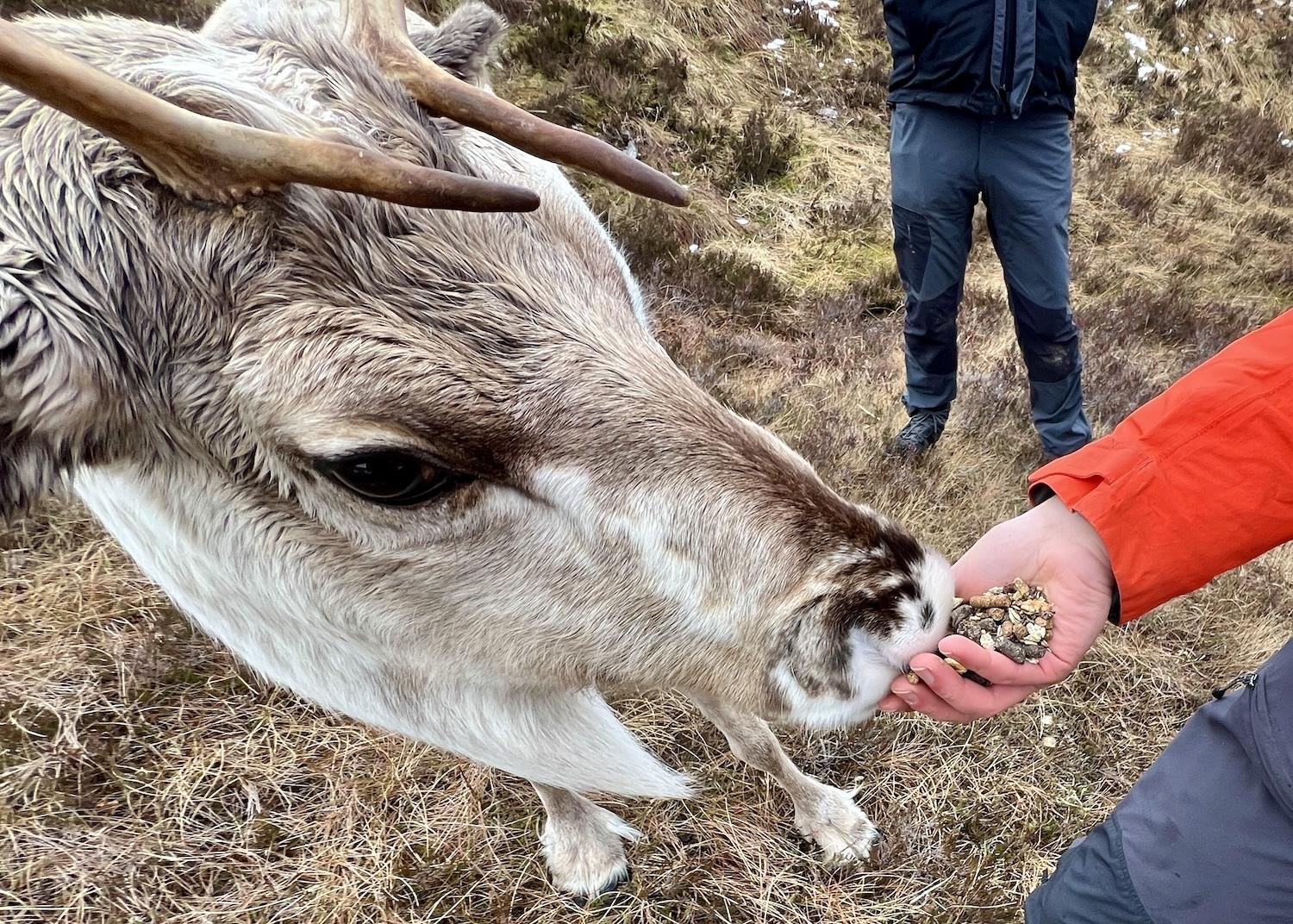 Feeding a reindeer named Ochil, who was named for a Scottish hill.