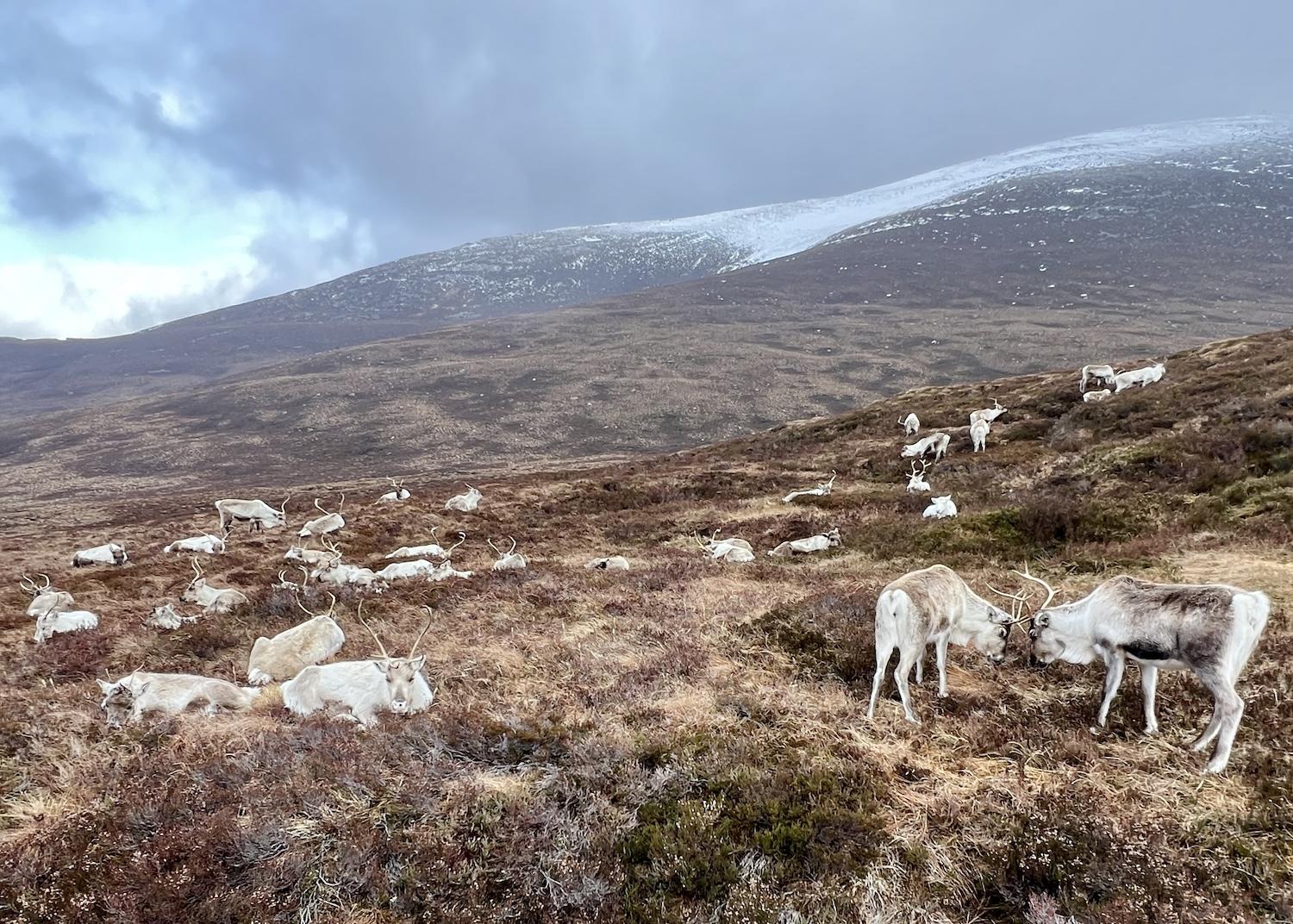 Nuii and Helsinki butt heads as the Cairngorm Reindeer Herd rests on the mountainside in March in the Scottish Highlands.