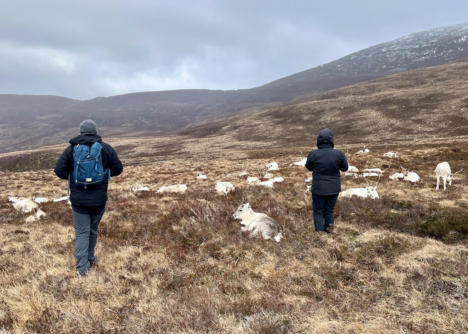 Wilderness Scotland guests Carl Broomhead and Debbie Robson meet the Cairngorm Reindeer Herd.
