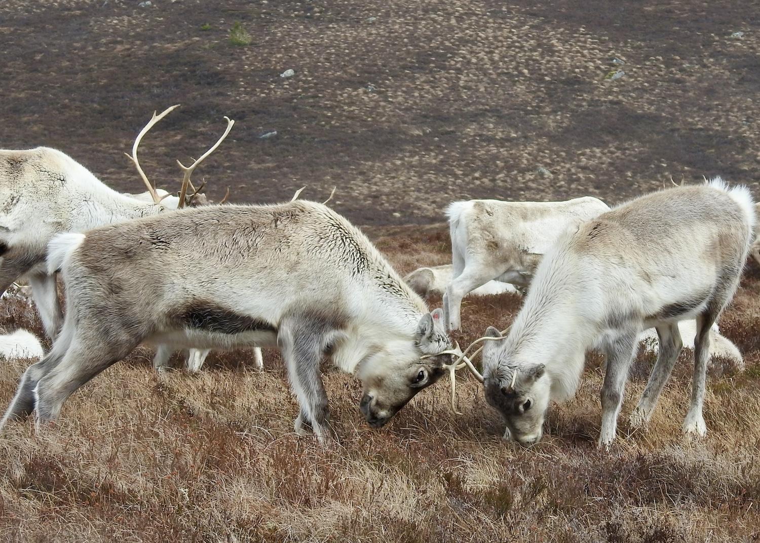 Reindeer named Nuii and Mochi butt heads on the Cairngorm Mountains.