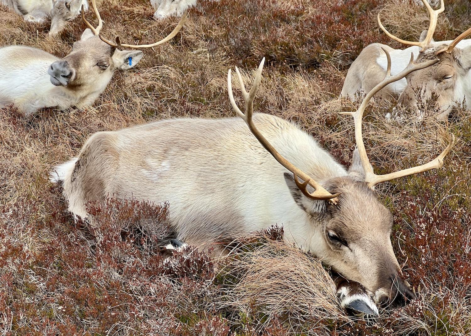 A reindeer named Pip rests on her hooves, while another named Trilby (back left) dozes on her side.