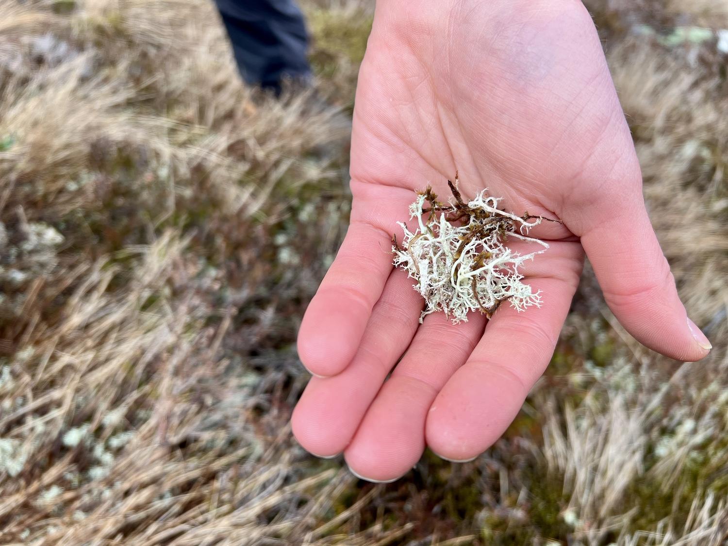 Reindeer moss (aka reindeer lichen) is the reindeer's favorite food and sustains them through winter.