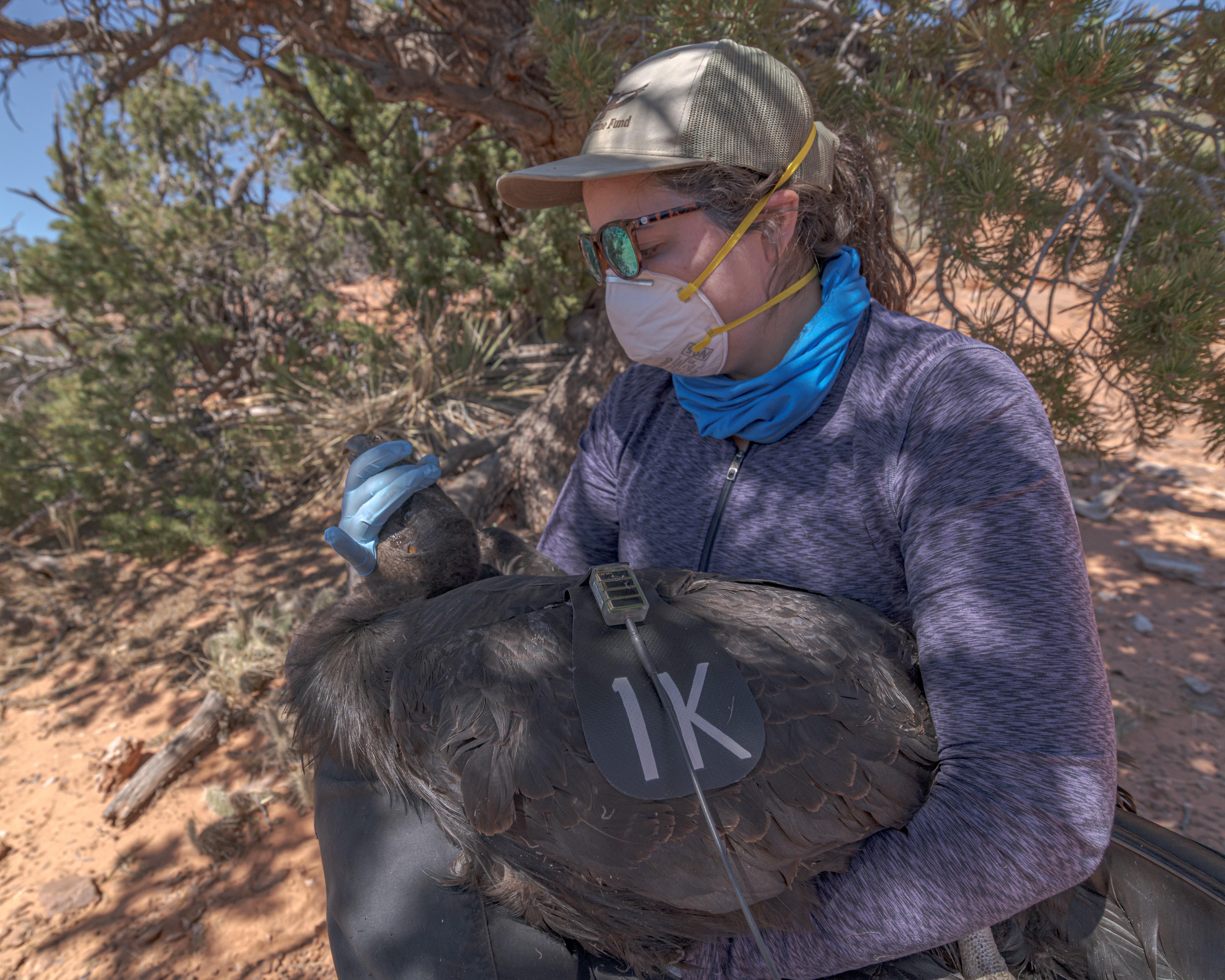 A condor at Zion National Park