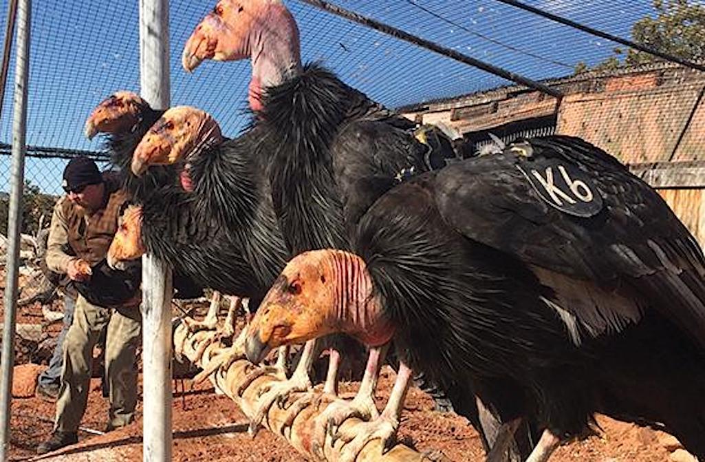 Who can watch the release this Saturday of condors from Vermilion Cliffs National Monument on line/BLM file