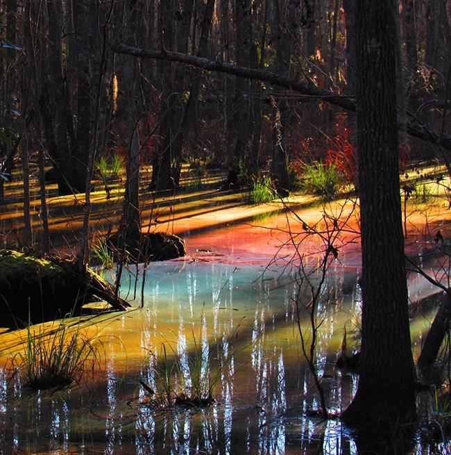 A Rainbow Pool, Congaree National Park / National Park Service