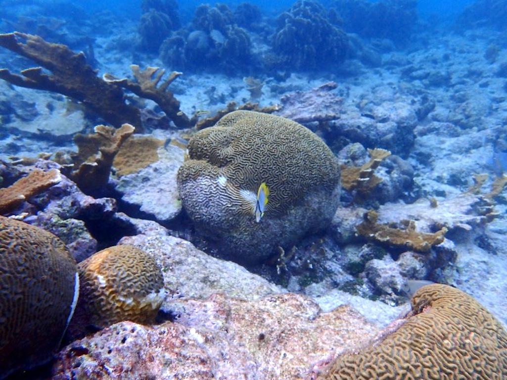 A coral reef in Belize showing dead coral, living healthy elkhorn coral (Acropora palmata), both diseased and healthy symmetrical brain corals (Pseudodiploria strigosa), and a spotfin butterflyfish/Sara Swaminathan