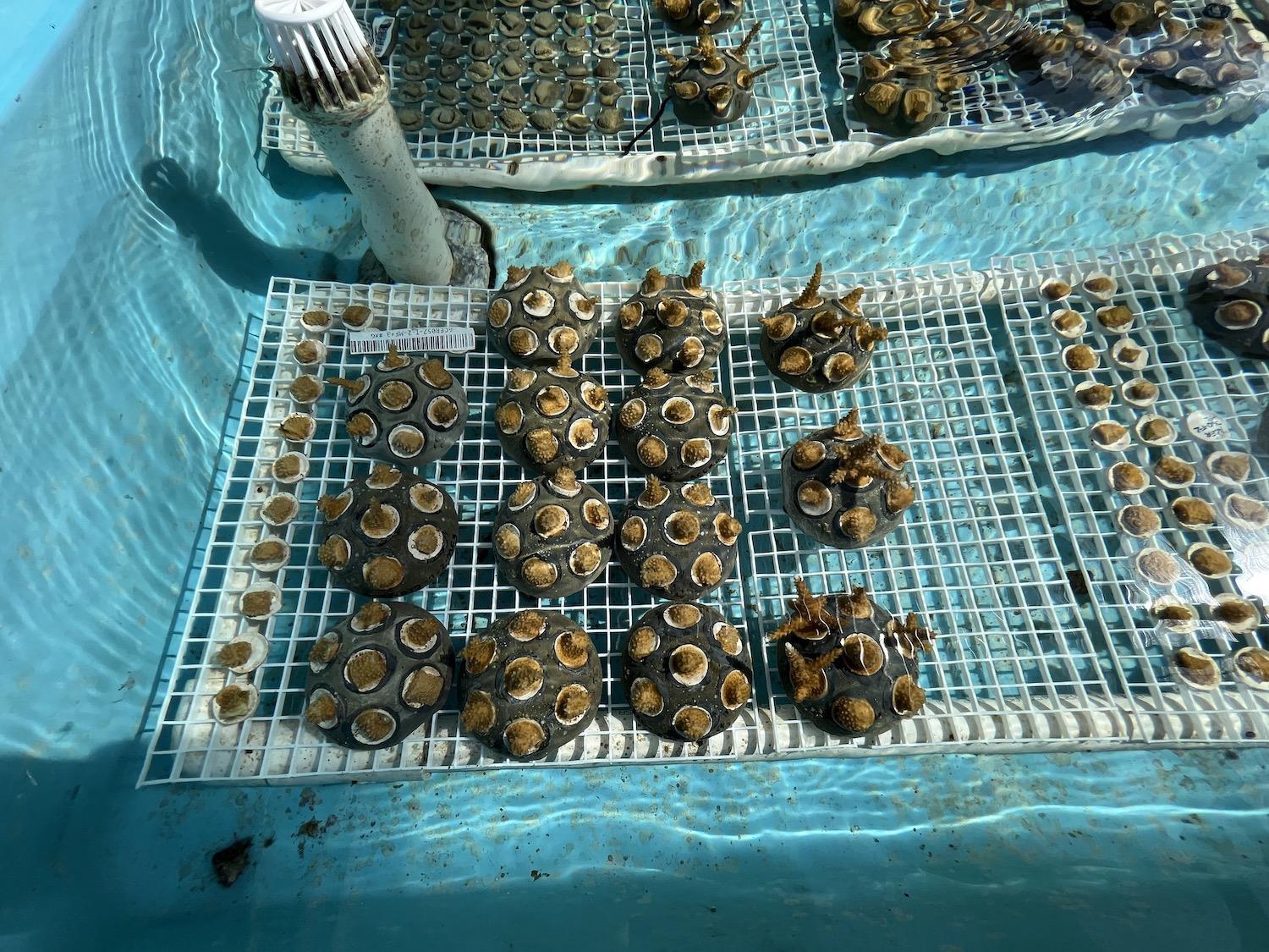Coral Vita regrows coral in land-based tanks up to 50 times faster than normal and makes it more resilient to climate change.
