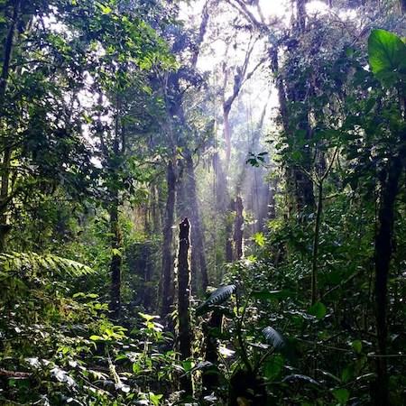 Lush view inside dense, tropical rainforest, La Selva Biological Research Station, Costa Rica/Photo courtesy of Jacob Job