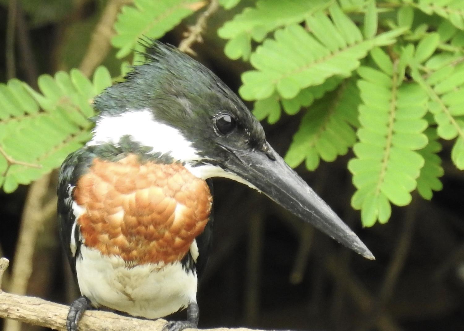 Near Los Chiles, Costa Rica, an Amazon kingfisher is spotted along the river.
