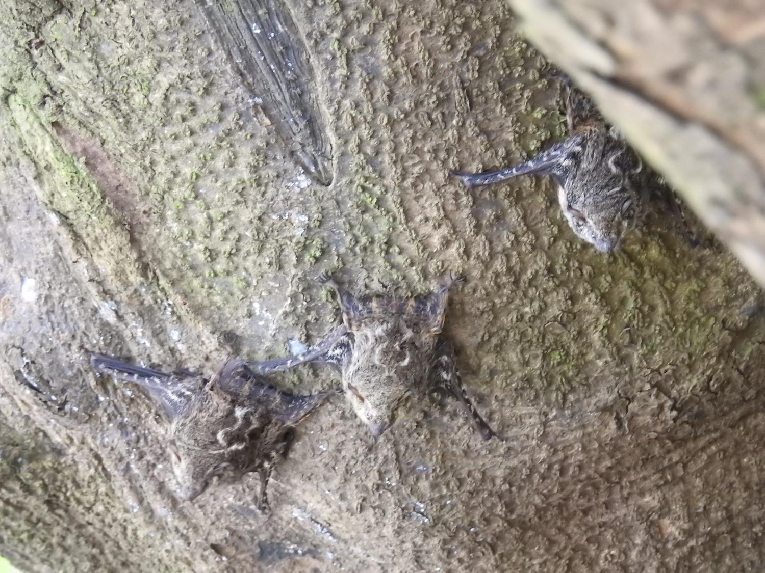 On a wildlife boat tour near Los Chiles, we spot Proboscis bats sleeping on a tree trunk.