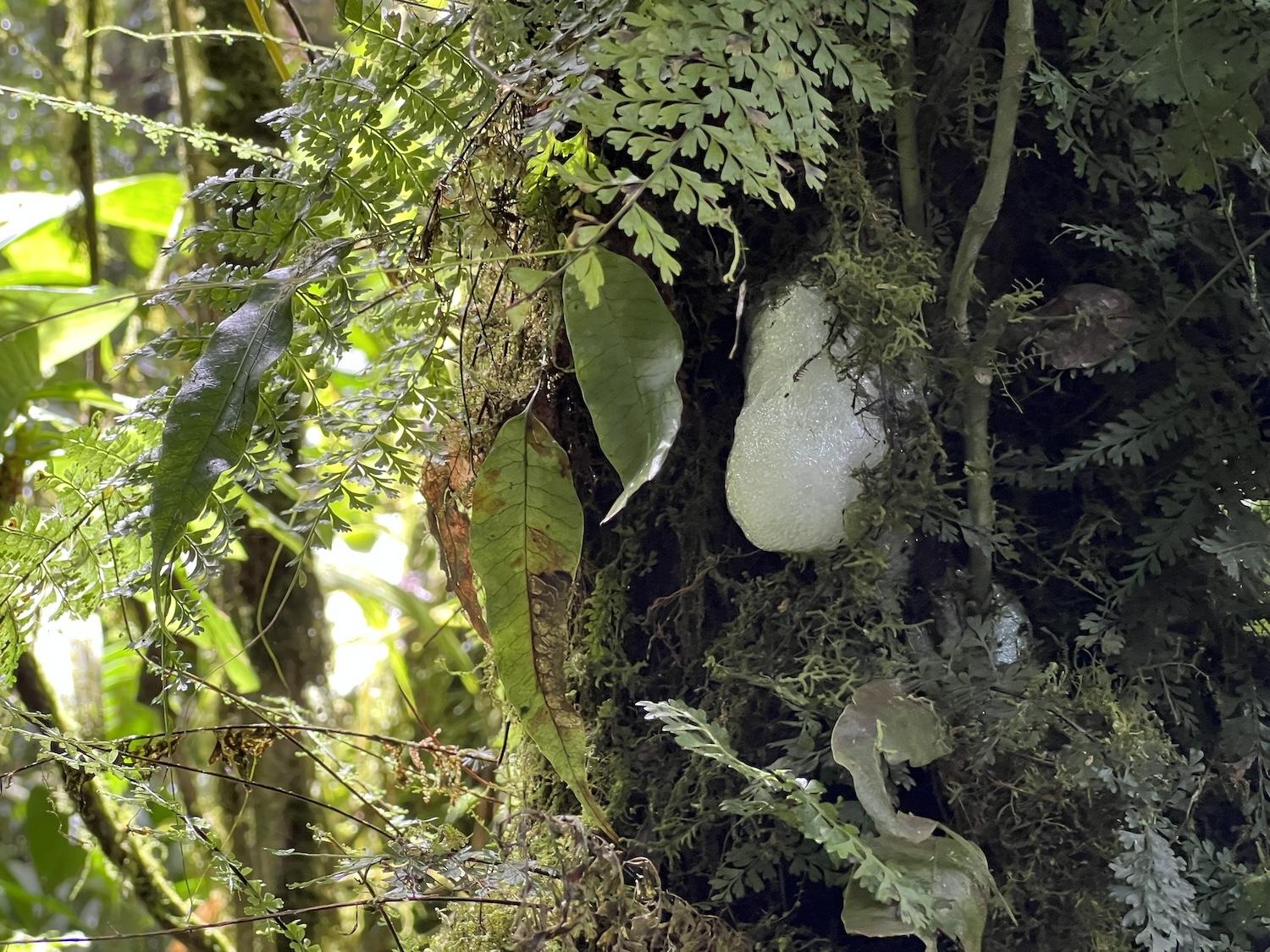 In Santa Elena Cloud Forest Reserve, the túngara frog protects its eggs with a foam mass.