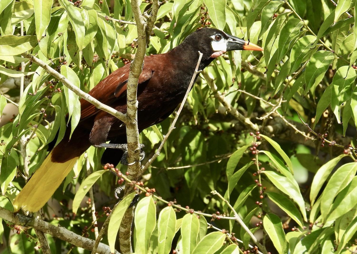The Montezuma Oropendola is a distinctive bird in Costa Rica.