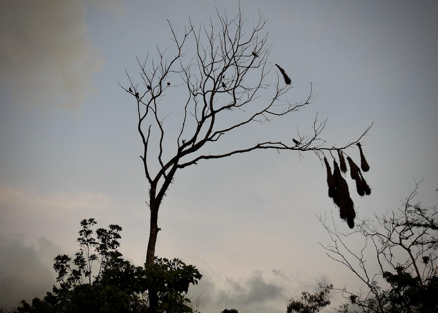 Montezuma Oropendola bird nests hang in a guava tree in Arenal 1968.