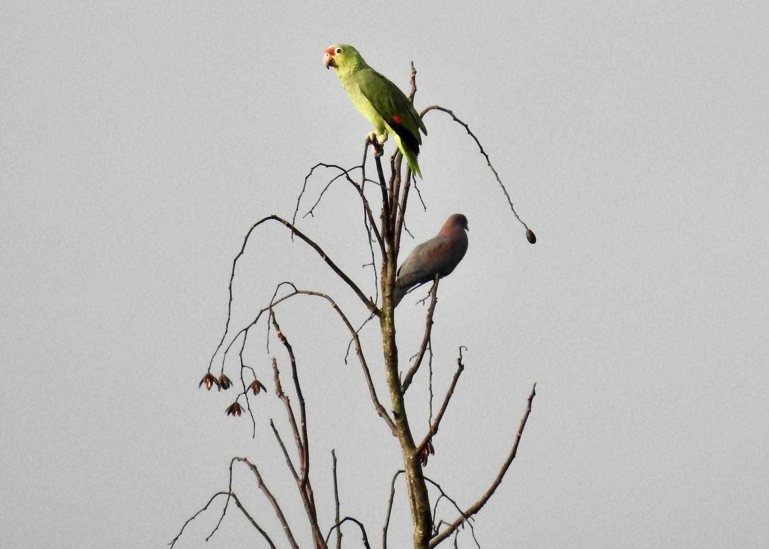 On the grounds of the Arenal Montechiari Hotel in La Fortuna, a Red-lored parrot shares a tree with a Short-billed pigeon.