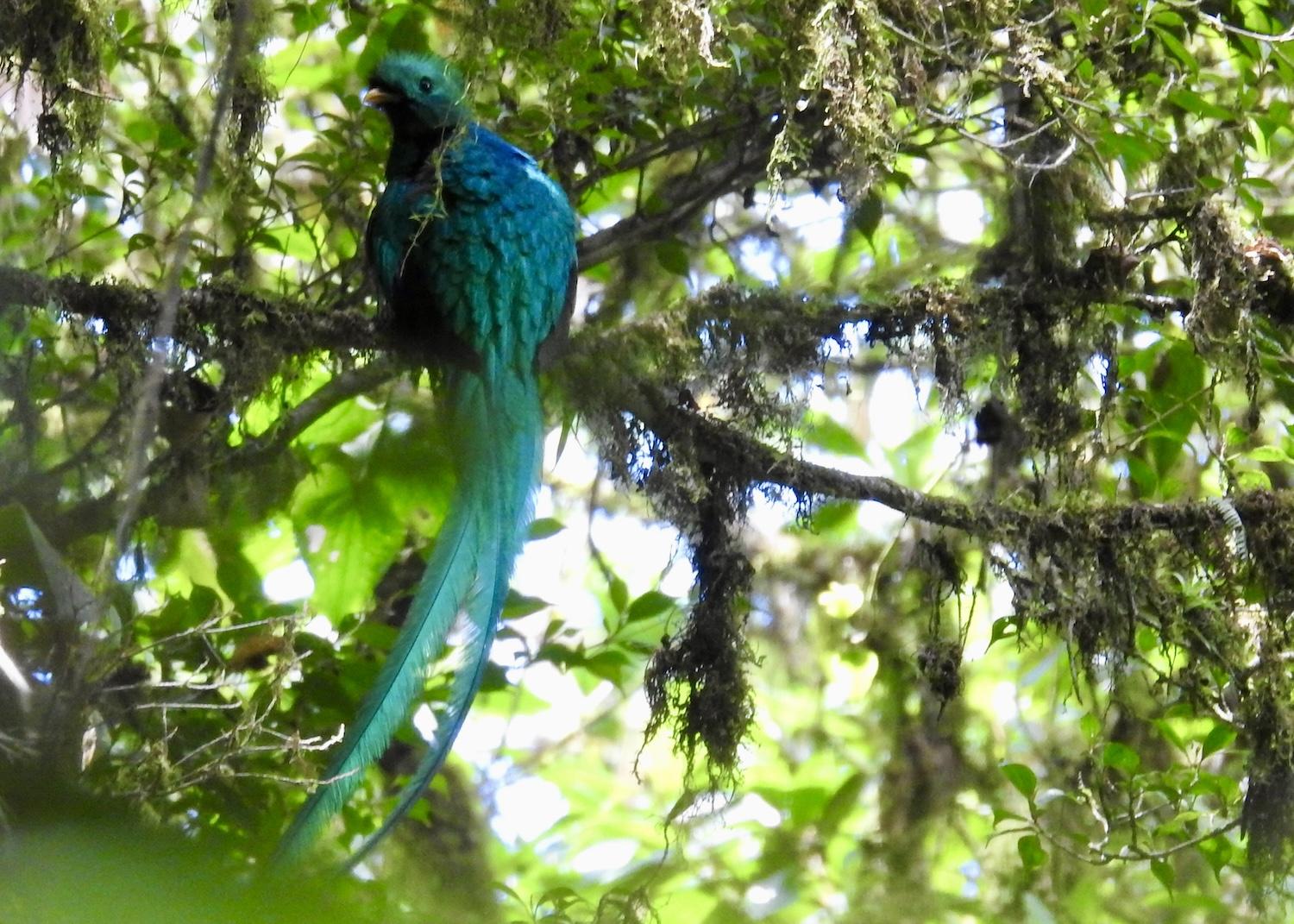 A Resplendent quetzal hides in the trees in Selvatura Park in Costa Rica.