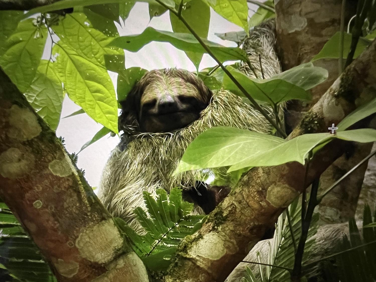 Sloths are one of the most popular animals in Costa Rica.