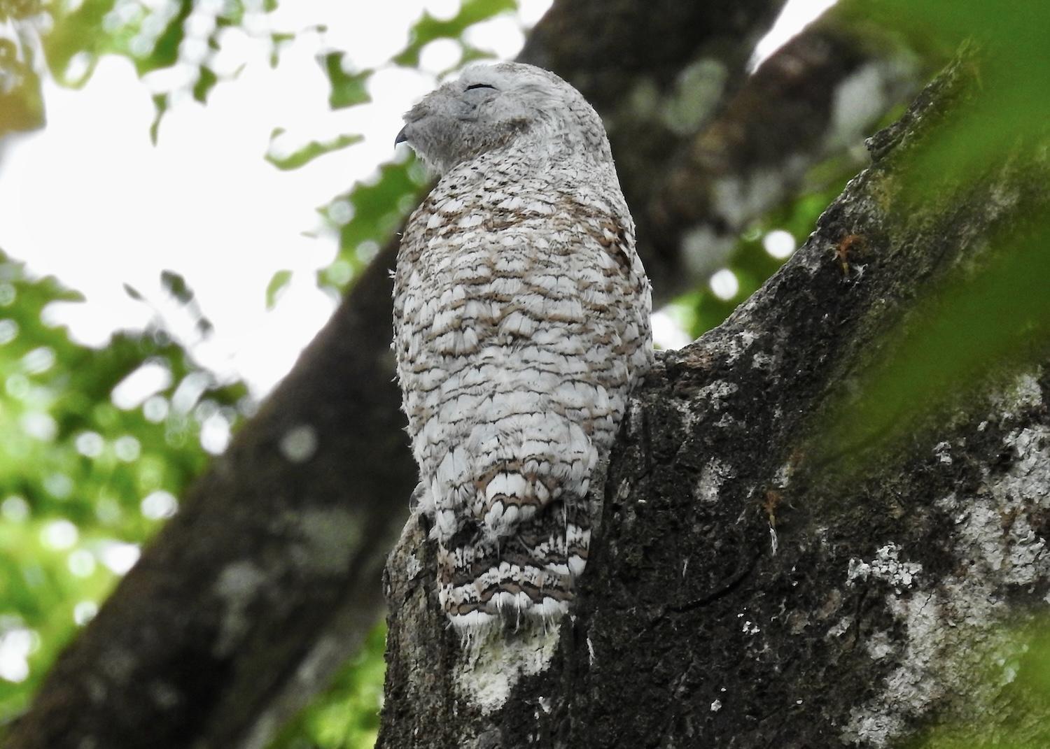 It seems odd to see a Snowy owl in steamy Costa Rica, but this one was spotted near the Caño Negro Wildlife Refuge.