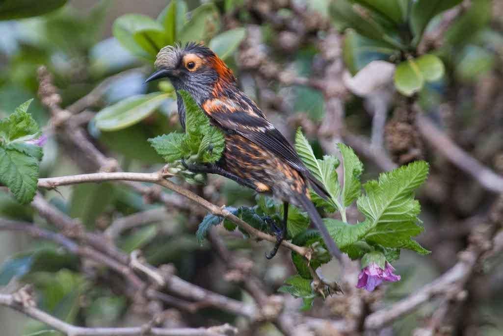 $14 million is being applied to a strategy to save Hawai'i's endemic forest birds, such as the Crested honeycreeker, from extinction/Robby Kohley via USFWS
