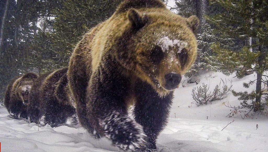 Grizzly bears captured by remote camera on Crevice Mountain/William Campbell