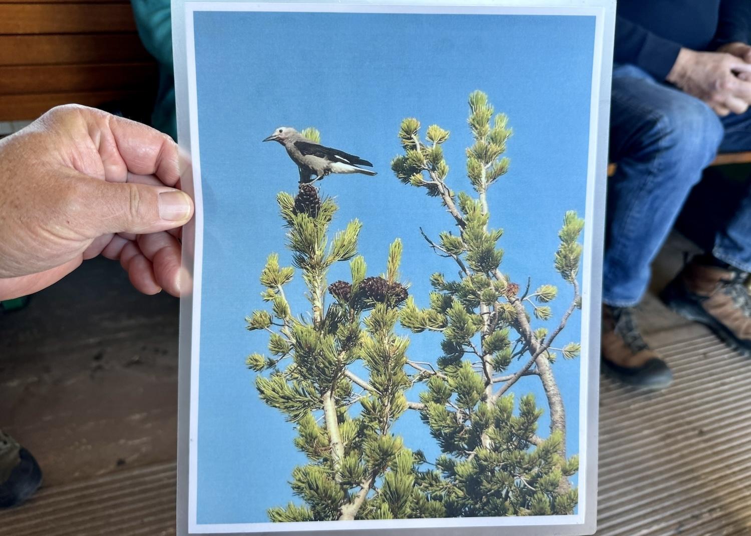 On a trolley tour, a ranger passes around a laminated photo of a Clark's nutcracker.