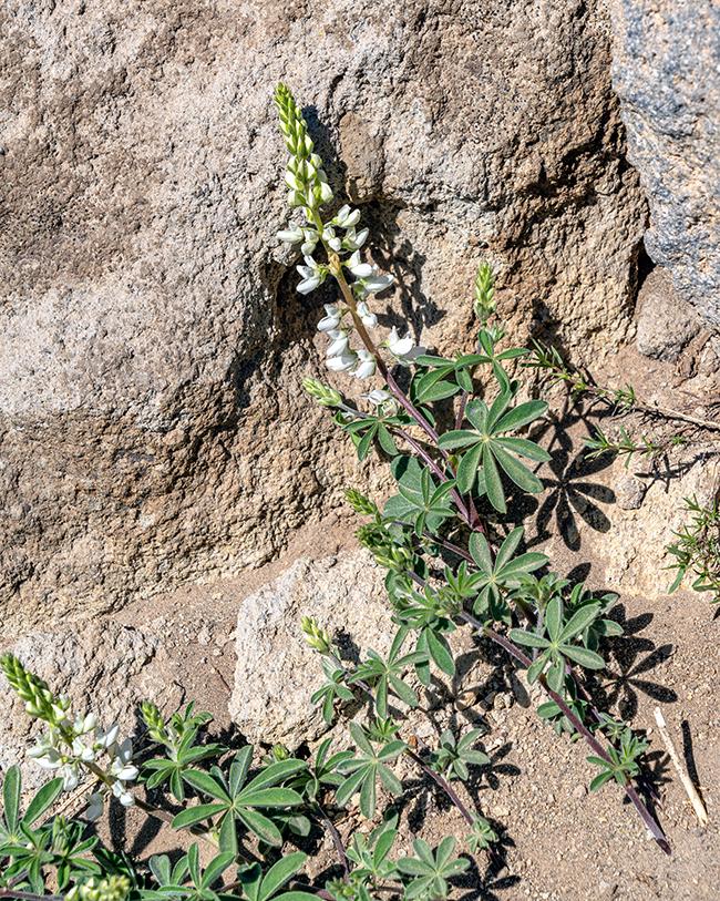 Anderson's lupine, Crater Lake National Park / Rebecca Latson
