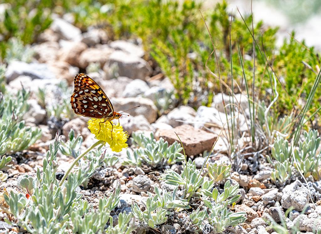 Fritillary on the flower, Crater Lake National Park / Rebecca Latson