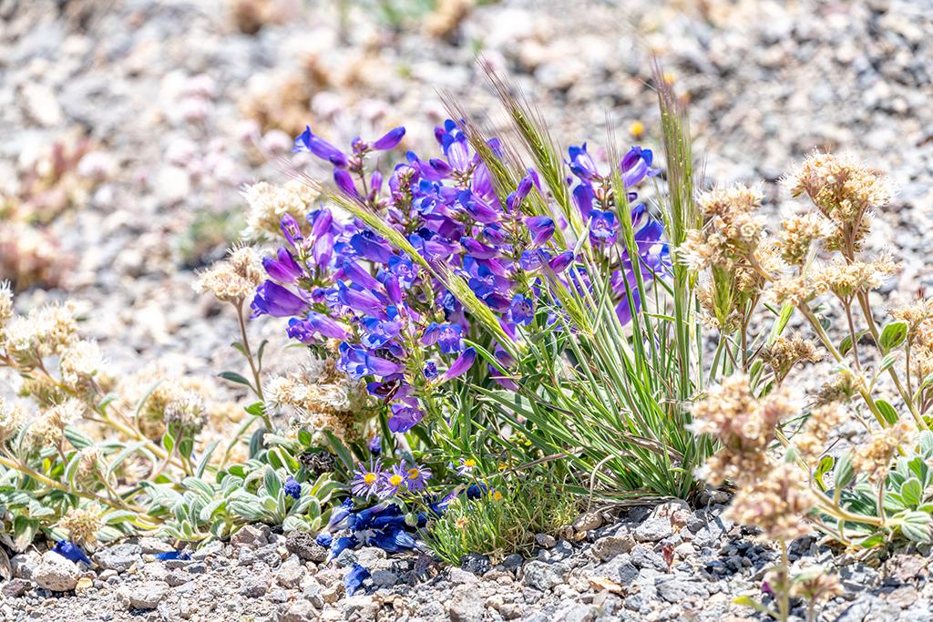 Wildflowers, Crater Lake National Park / Rebecca Latson