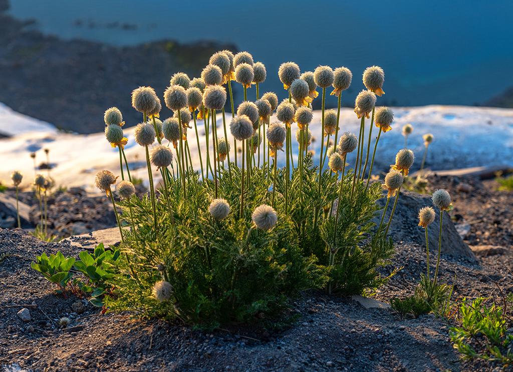 Western pasqueflower, Crater Lake National Park / Rebecca Latson