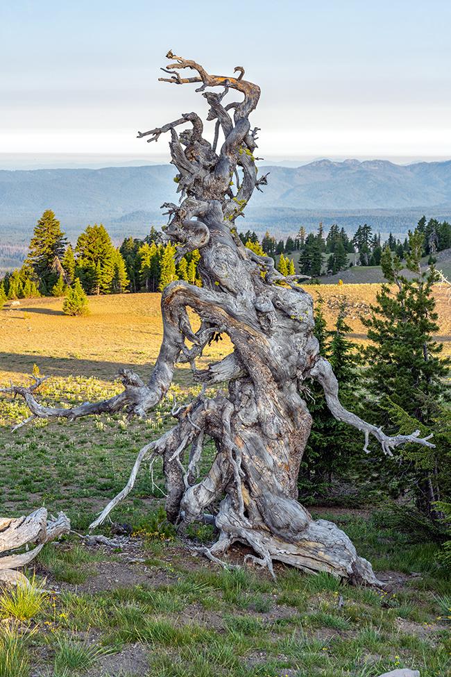 A twisted wood sculpture, Crater Lake National Park / Rebecca Latson