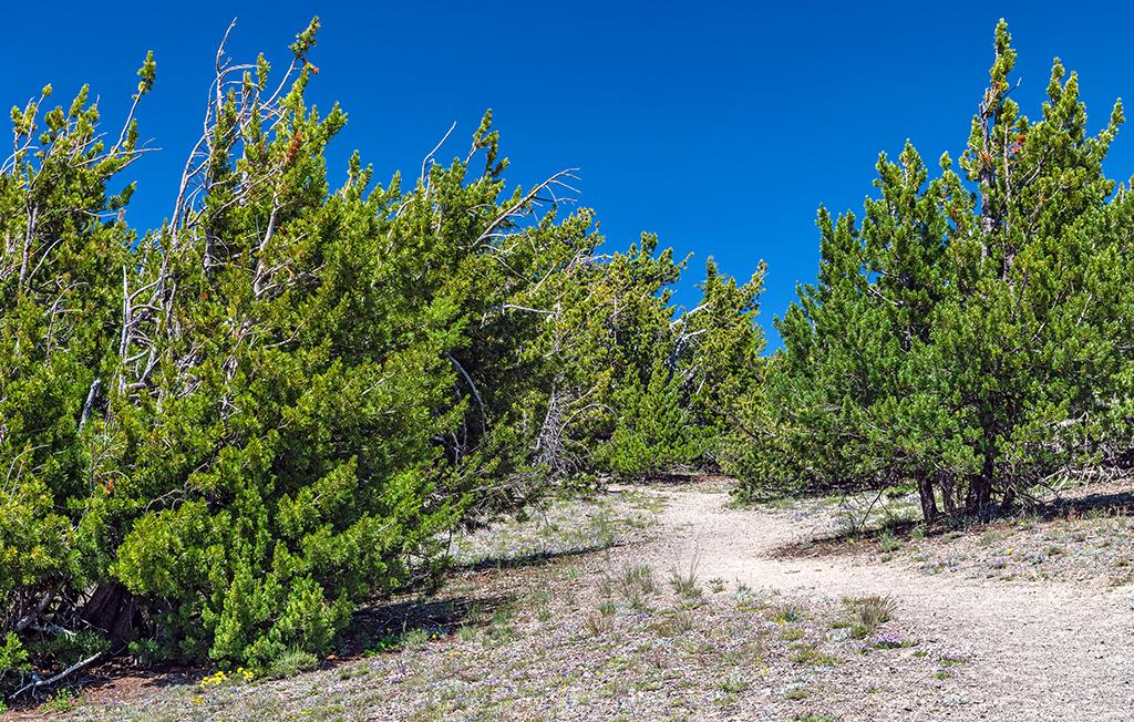 The trail through the whitebark pines at Cloudcap, Crater Lake National Park / Rebecca Latson