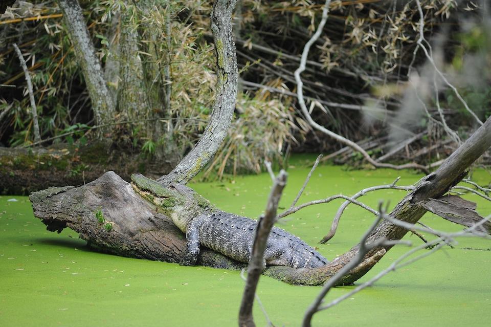 American alligators are among the many animal species found at Cumberland Island National Seashore/NPS file