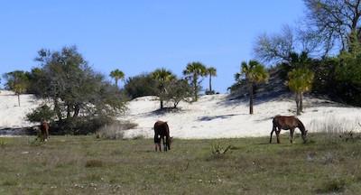 One of the main attractions at Cumberland Island are the wild horses/David and Kay Scott file