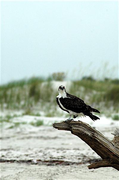 Osprey at Cumberland Island National Seashore/NPS