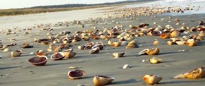 The wild beaches of Cumberland Island National Seashore/NPS