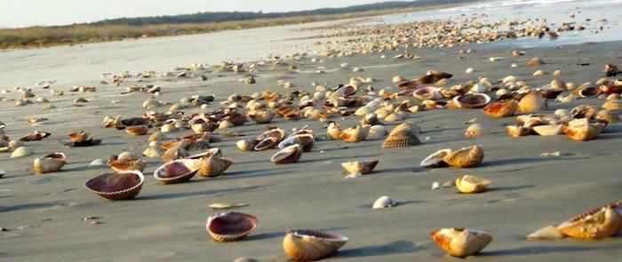 Winter months can be a great time for beachcombing in places such as Cumberland Island National Seashore / NPS, Audrey Bohl