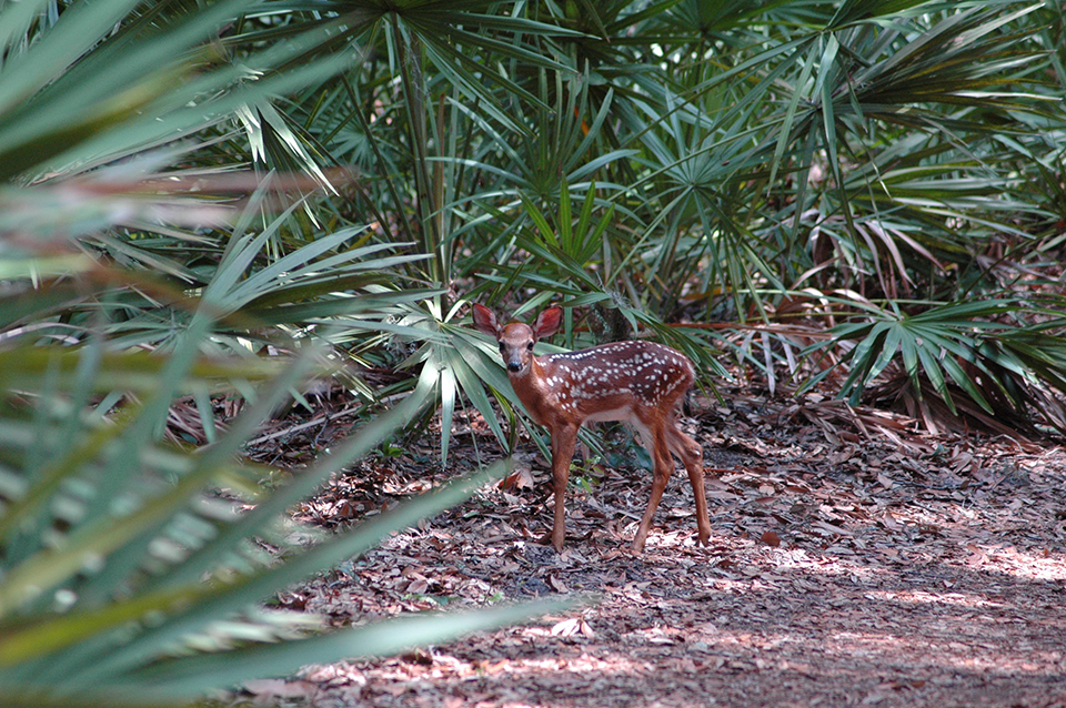 Deer in the maritime forest, Cumberland Island National Seashore / National Park Service