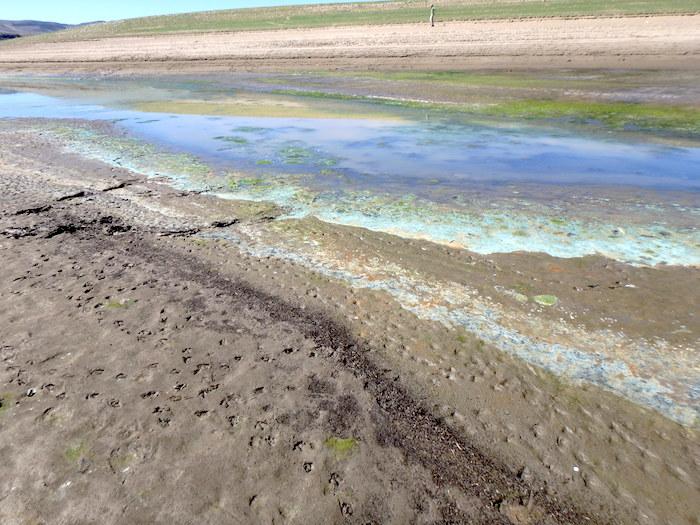 Toxic blue-green and other alga on beach near Iola at Curecanti National Recreation Area/NPS