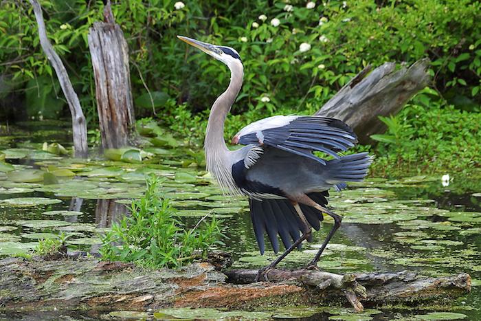 Great blue heron at Cuyahoga Valley National Park/NPS