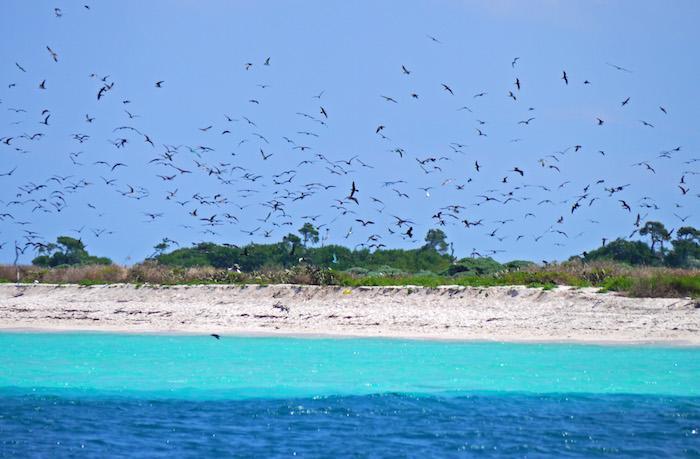 Sooty terns fill the sky over Dry Tortugas National Park/Erika Zambello