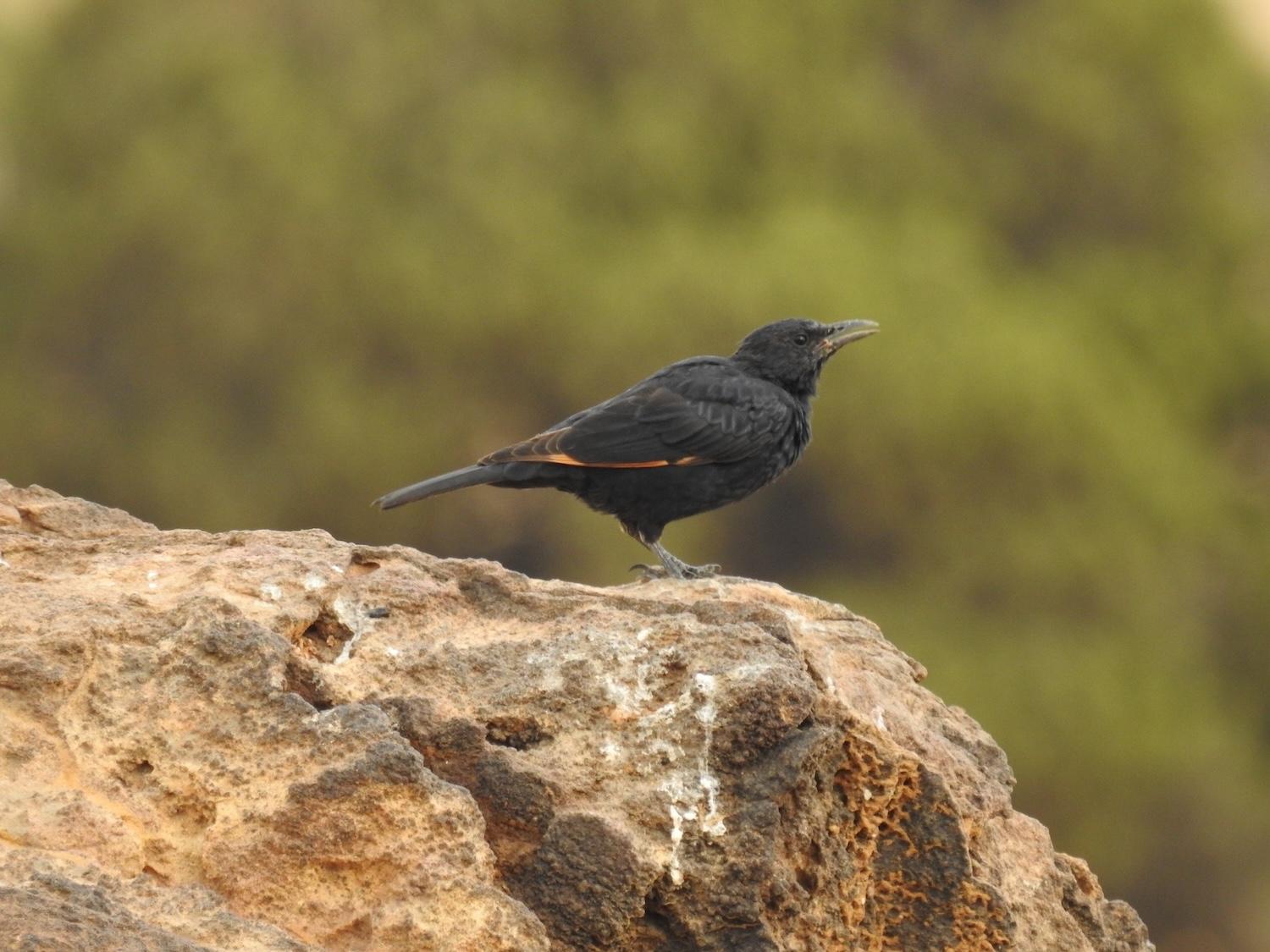 In Dana Biosphere Reserve, a noisy Tristram's starling (Dead Sea starling) enjoys the heat.