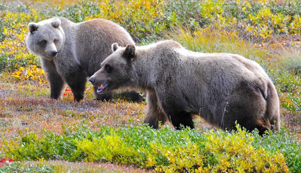 Brown bears in Denali National Park/J.W. Schoen Brown bears in Denali National Park/J.W. Schoen