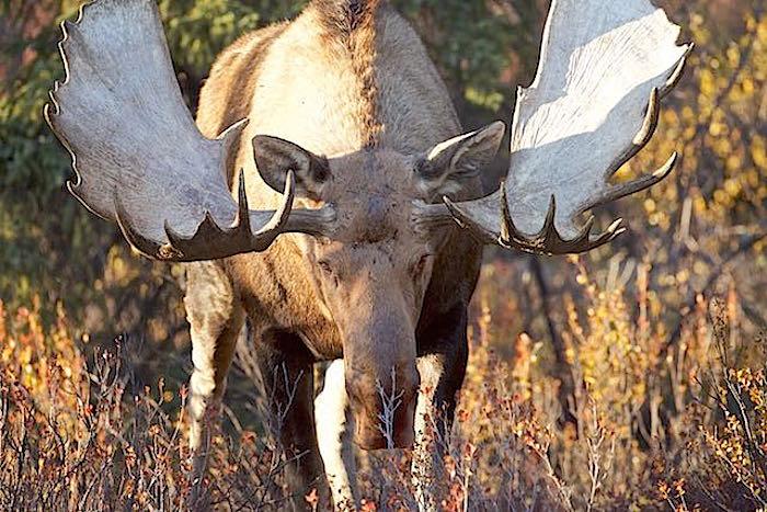 Bull moose in Denali National Park/Jean Bjerke