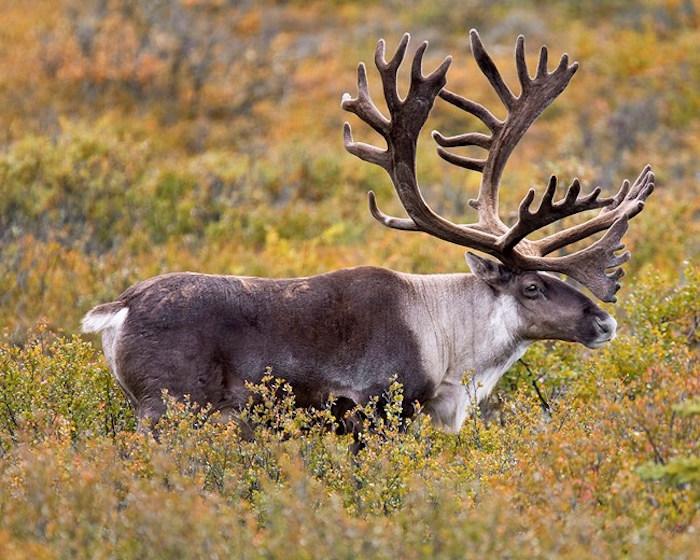Caribou in Denali National Park and Preserve/NPS