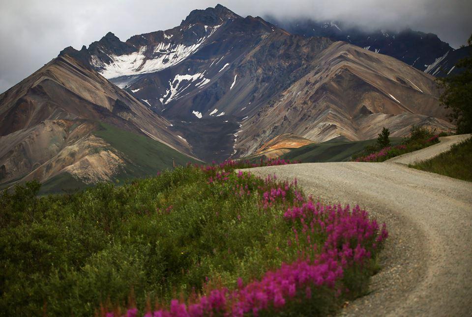 Private vehicles will gain greater access to Denali Park Road this summer/NPS, Kent Miller file