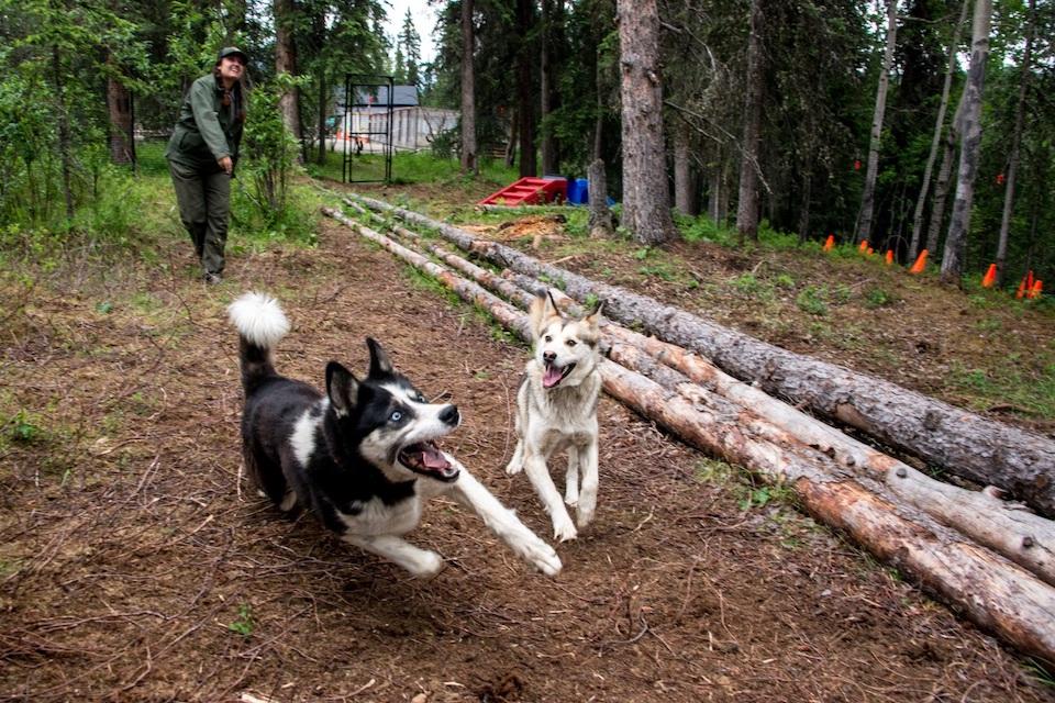 Entrance fees pay for projects like this free-run pen at the park’s kennels. The pen promotes the health of the park’s sled dogs and provides a place for visitors to watch and enjoy the dogs at play.