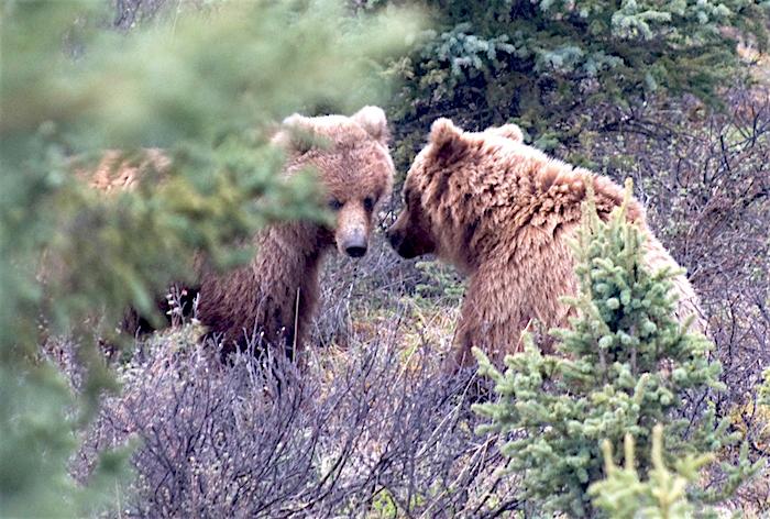 Two grizzly bears at Denali National Park/NPS