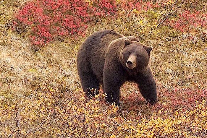 Grizzly in Denali National Park/Jean Bjerke