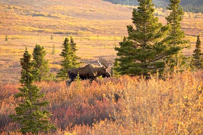 Moose roaming the tundra in Denali National Park/Jean Bjerke