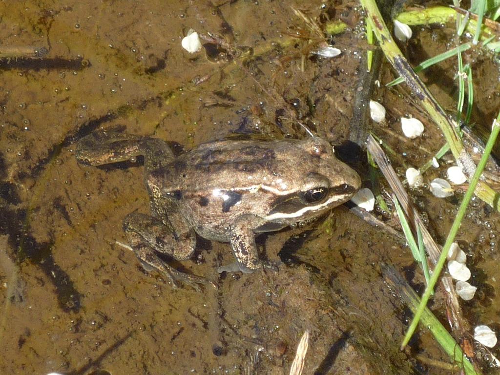 Small wood frog in a shallow puddle, Denali National Park / National Park Service